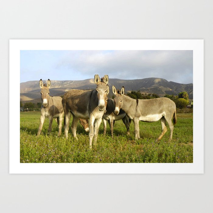 donkey band, photo, nature, perverse, band, field, lanscape Art Print by Maria Leilany Society6