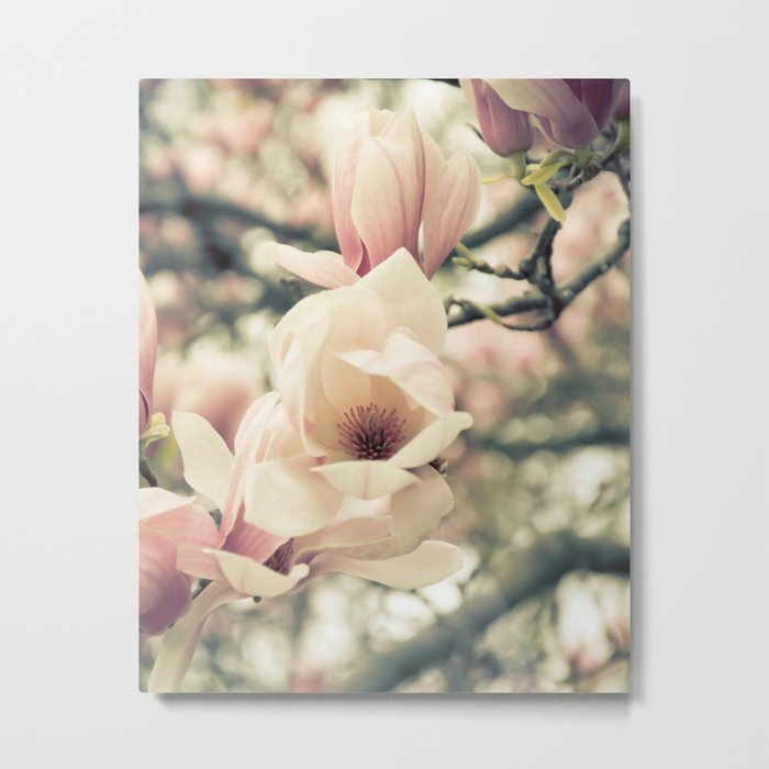 Magnolia Tree Bloom.  Flower Photography Metal Print