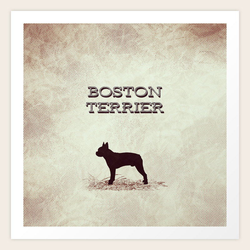 retro boston terrier