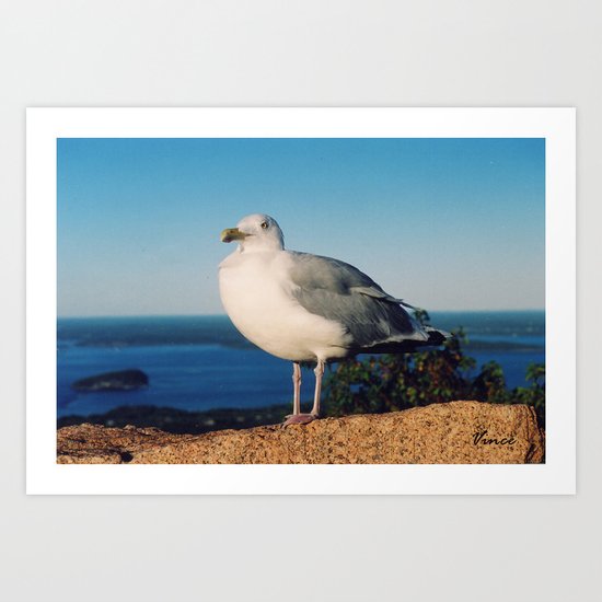 Brooklyn Gull Art Print
