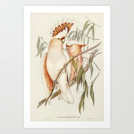 Cockatoo Illustration x Vintage Bird Painting Art Print