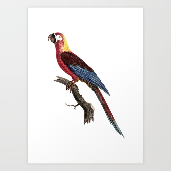 Vintage Cuban Red Macaw Bird Illustration Art Print