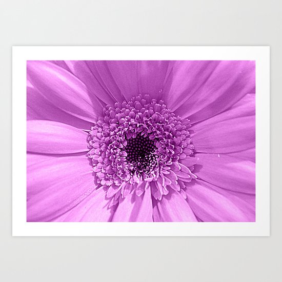 Lilac Gerbera Art Print