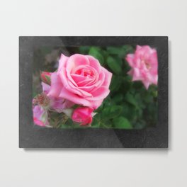 Pink Roses in Anzures 1 Blank P4F0 Metal Print
