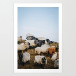 Photo of a flock of sheep on the Dutch Wadden Island Texel, in the world heritage of the Waddensea | Fine Art Travel Photography |  Art Print