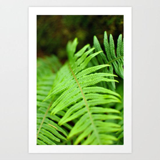 Green fern Art Print