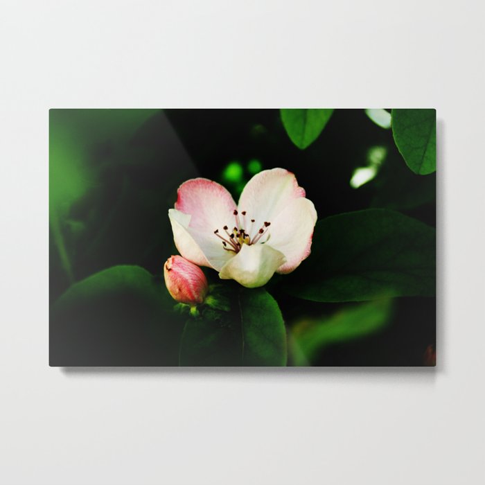 Quince Pink Flower and Bud Metal Print
