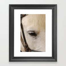 Face of a Horse