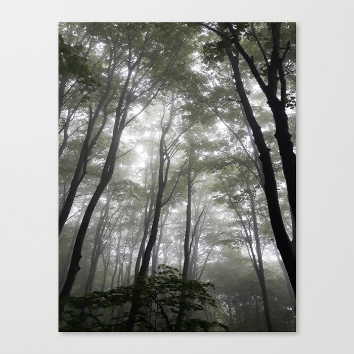 Misty forest autumn outdoors Canvas Print
