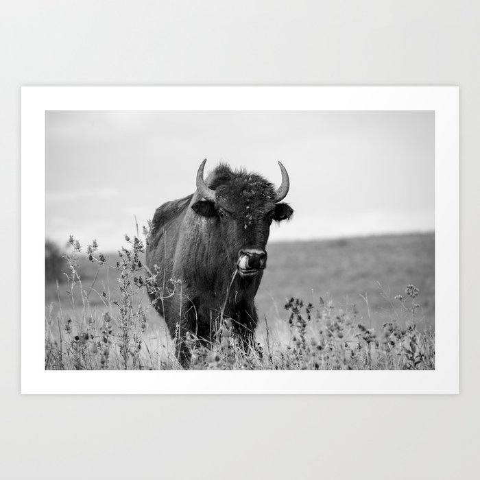 Talent Show - Bison on Tallgrass Prairie in Oklahoma in Black and White Art Print