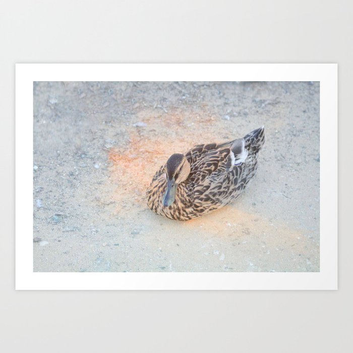 Mallard Duck resting Art Print by annaki | Society6