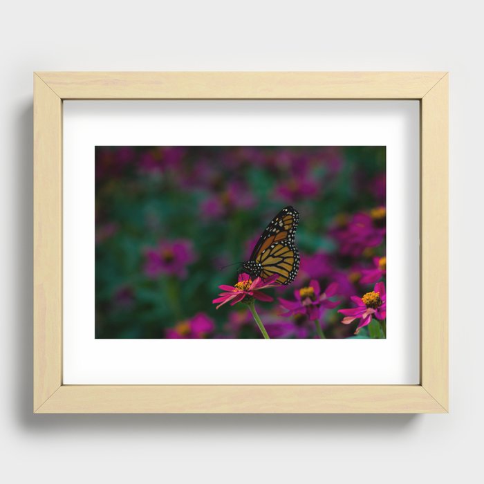 Monarch in the Summer Recessed Framed Print