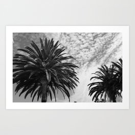 Black and White Palms  Art Print