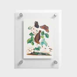House wren and eggs, Peacock butterflies, butterfly chrysalis, larva caterpillar, daddy longlegs spider and snout beetle from the Natural History Cabinet of Anna Blackburne Floating Acrylic Print