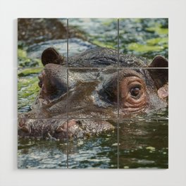 Hippo In The Water Wood Wall Art