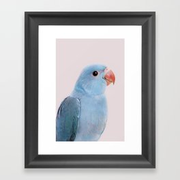 Blue Parrot Framed Art Print