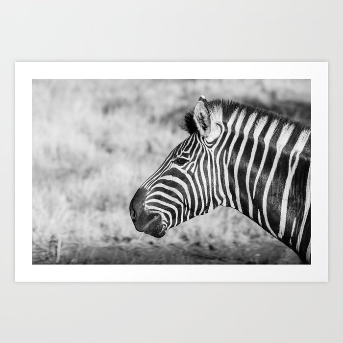 Zebra, South Africa, Kruger National Park || African wildlife, art print in black and white Art Print