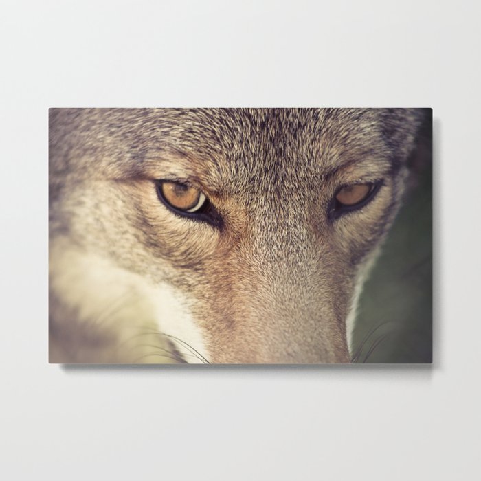 In the eyes of the Coyote Metal Print