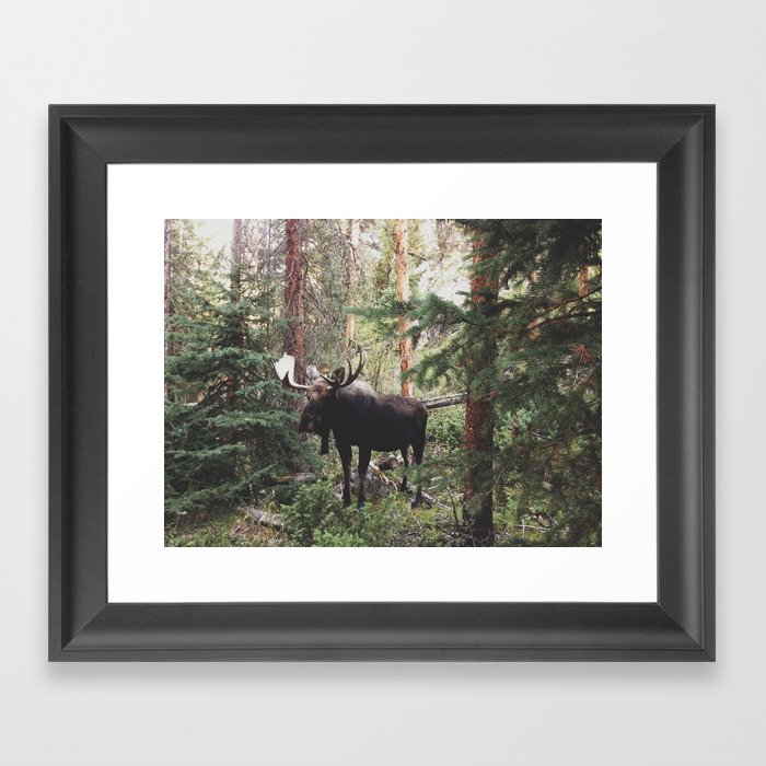 The Modest Moose Framed Art Print