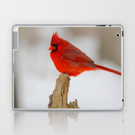 Male Cardinal Laptop & iPad Skin