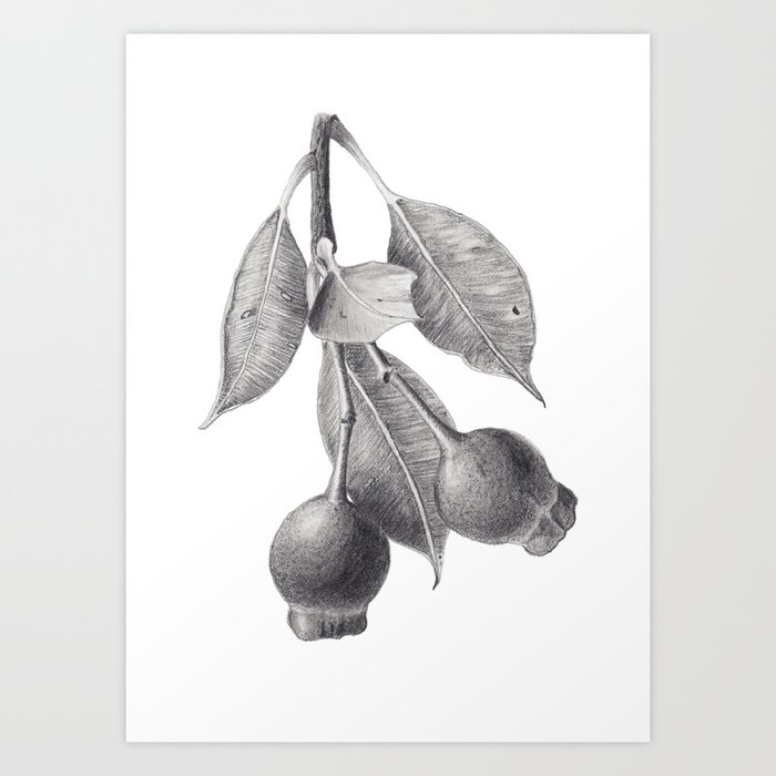 Gumnuts Graphite Pencil Drawing Art Print By Zoya Art Society6