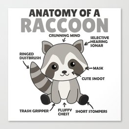 Sweet Raccoon Explanation Anatomy Of A Raccoon Canvas Print