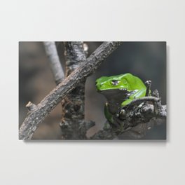 Monkey Frog Metal Print