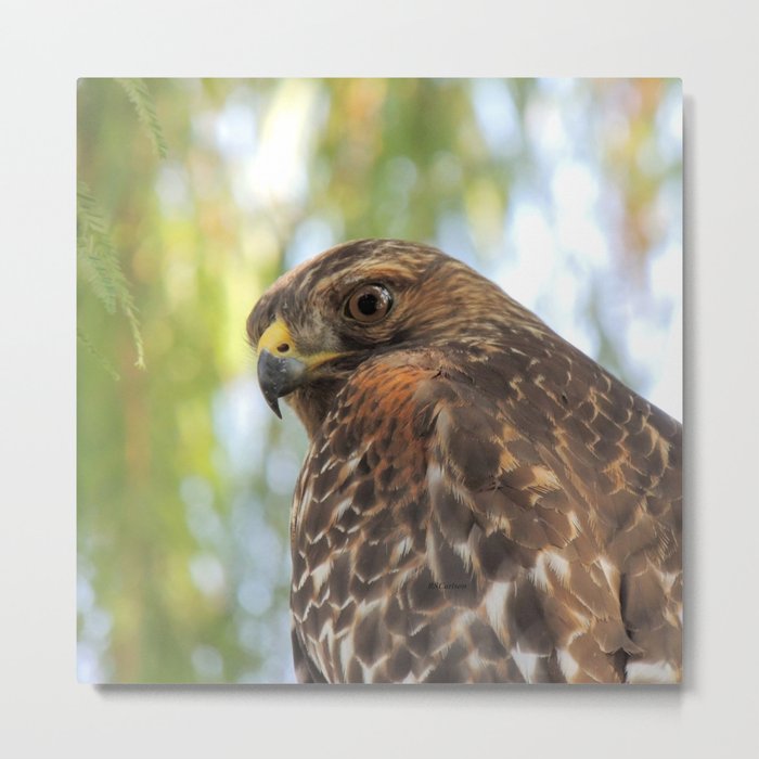 Download Young Red-Shouldered Hawk in a Desert Willow Metal Print ...
