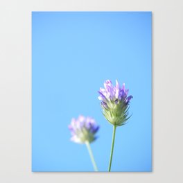 Lilac wildflower Canvas Print