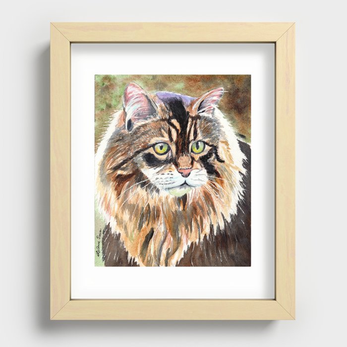 Maine Coon Cat Recessed Framed Print