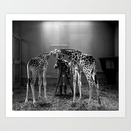 1926 twin Giraffes at the Washington D.C. zoo vintage beautiful black and white giraffe photographic art print Art Print
