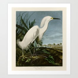 Snowy Heron or White Egret by John James Audubon Birds of America Art Print