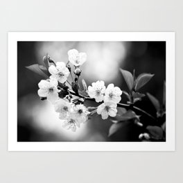 Cherry Blossom in Black and White #decor #society6 #buyart Art Print