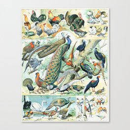 Vintage Illustration Bird Chart IV Canvas Print