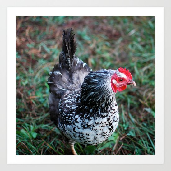 Hen Art Print