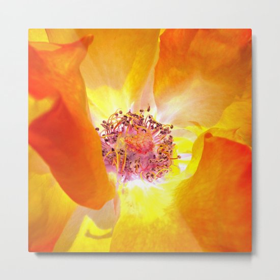 rose macro abstract IV Metal Print