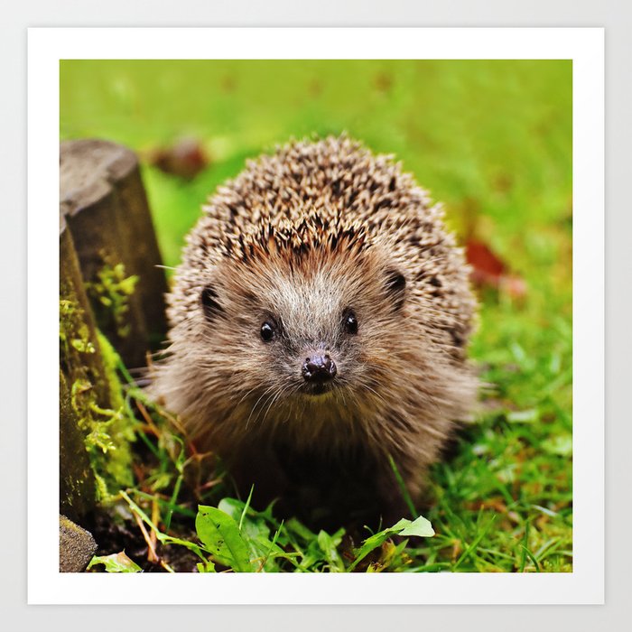 Cute Little Hedgehog Art Print