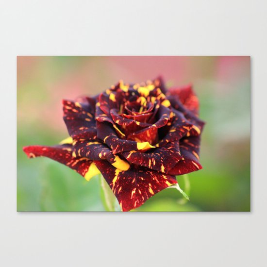 rose Canvas Print