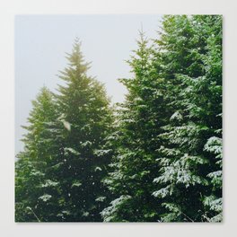 Winter Pine Tree Forest (Color) Canvas Print