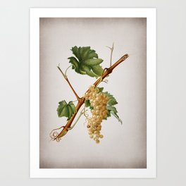 Vintage Vermentino Grapes Botanical on Parchment Art Print | Parchment, Kitchen, Botanicals, Florals, Floral, Nature, Paper, Flower, Painting, Flowers 