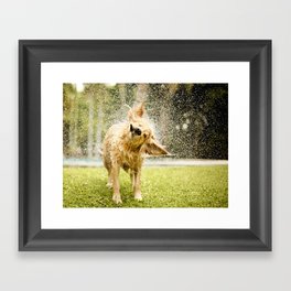 Dog shaking off water Framed Art Print