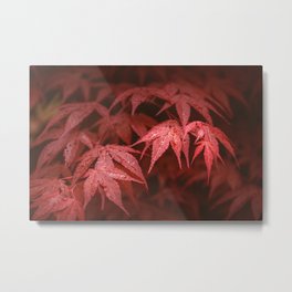 Red leaves of Japanese Red emperor maple (Acer palmatum) after rain Metal Print | Maple, Photo, Tree, Closeup, Detail, Wilderness, Red, Inspiring, Forest, Leaves 