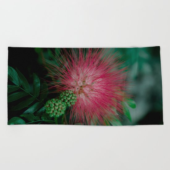 Calliandra. Flower. Beach Towel