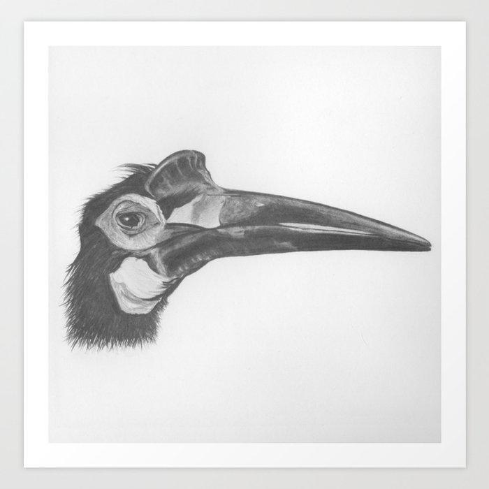 Black Bird, King of the Forest, Great Hornbill. Art Print