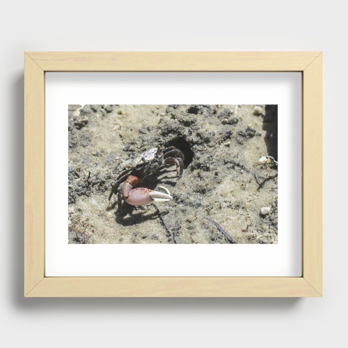 Creeping Crab Recessed Framed Print