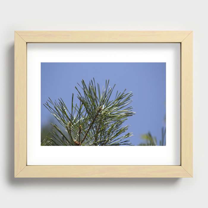 Elevated Pine Recessed Framed Print
