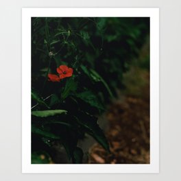 Red flower Art Print