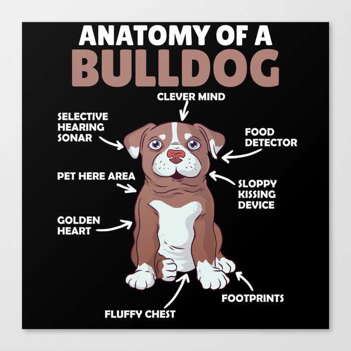 Anatomy Of A Bulldog Dogs Funny Puppy Canvas Print