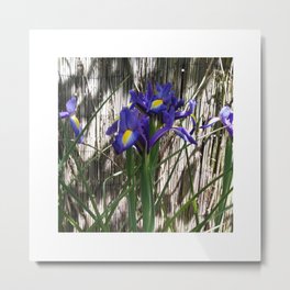 Enigmatic iris in shady environment Metal Print