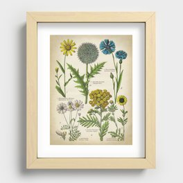 Botanical Wild Flowers, Vintage Art Style Recessed Framed Print